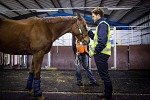 Etihad Cargo Transports 72 Horses on a Single Flight