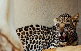 المملكة العربية السعودية تحدد 10 فبراير كيوم النمر العربي